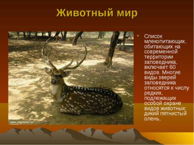 Животный мир Список млекопитающих, обитающих на современной территории запове...