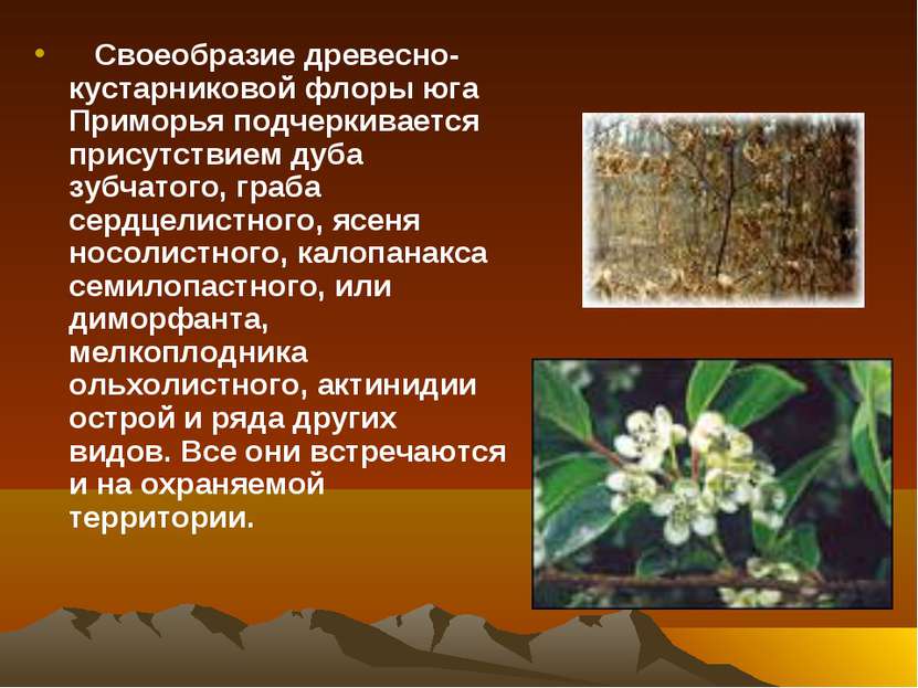 Своеобразие древесно-кустарниковой флоры юга Приморья подчеркивается присутст...