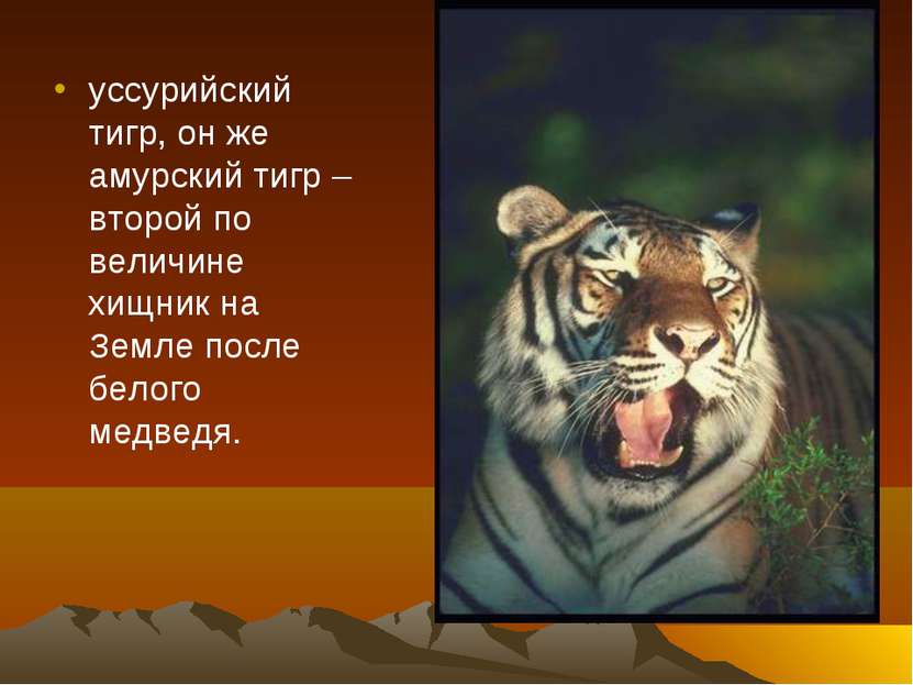 уссурийский тигр, он же амурский тигр – второй по величине хищник на Земле по...
