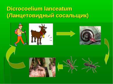 Dicrocoelium lanceatum (Ланцетовидный сосальщик)