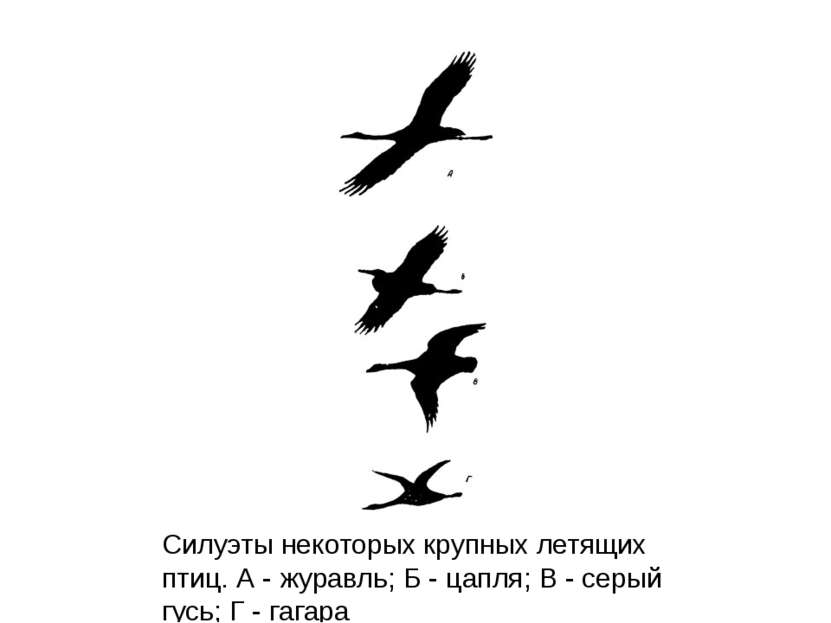 Силуэты некоторых крупных летящих птиц. А - журавль; Б - цапля; В - серый гус...