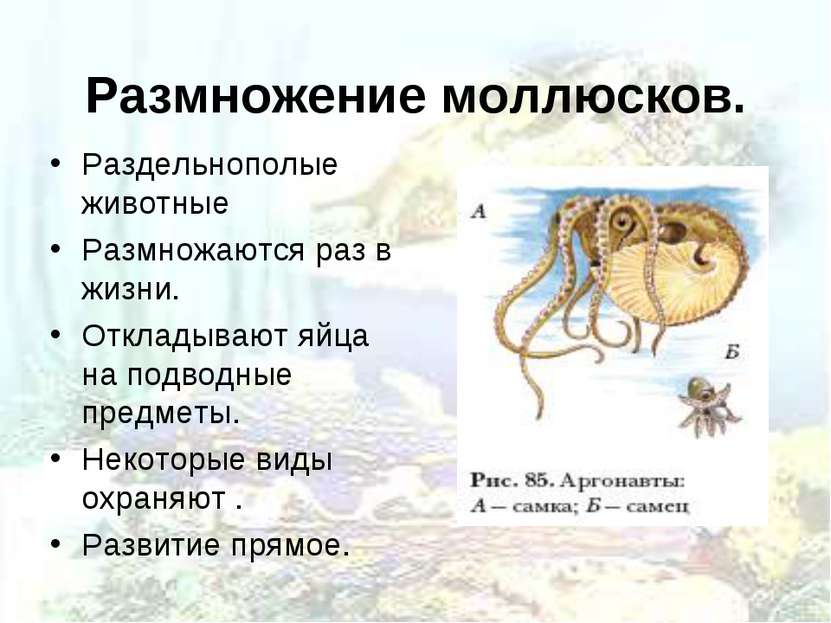 Размножение моллюсков. Раздельнополые животные Размножаются раз в жизни. Откл...