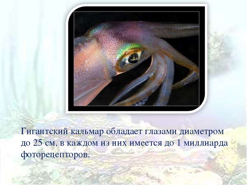 Гигантский кальмар обладает глазами диаметром до 25 см, в каждом из них имеет...