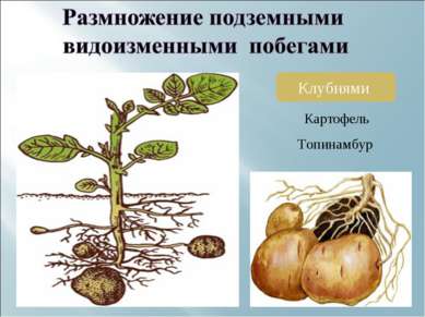 Клубнями Картофель Топинамбур