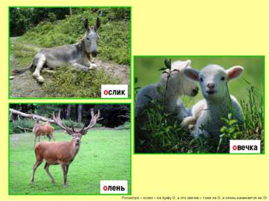 Посмотри – ослик – на букву О, а это овечка – тоже на О, и олень начинается н...