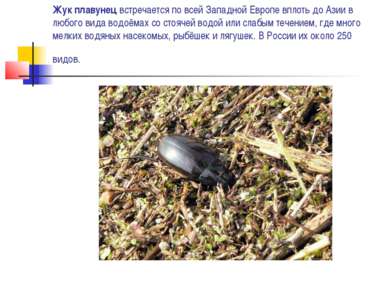Жук плавунец встречается по всей Западной Европе вплоть до Азии в любого вида...