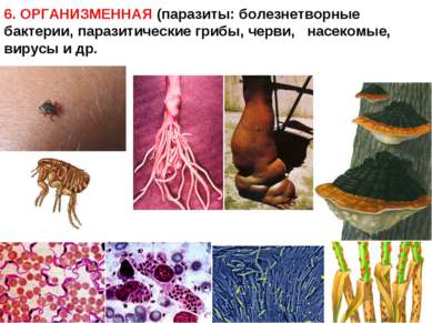 6. ОРГАНИЗМЕННАЯ (паразиты: болезнетворные бактерии, паразитические грибы, че...