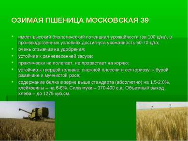 ОЗИМАЯ ПШЕНИЦА МОСКОВСКАЯ 39 имеет высокий биологический потенциал урожайност...