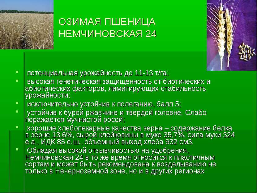 ОЗИМАЯ ПШЕНИЦА НЕМЧИНОВСКАЯ 24 потенциальная урожайность до 11-13 т/га; высок...