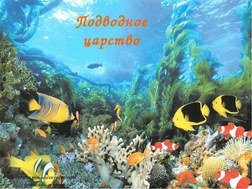 Подводное царство www.moi-universitet.ru www.edu-reforma.ru