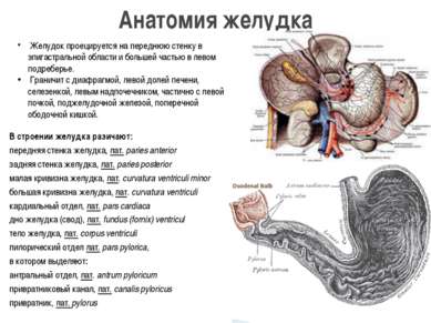 В строении желудка разичают: передняя стенка желудка, лат. paries anterior за...