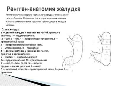 Рентгенологическая картина нормального желудка человека имеет свои особенност...