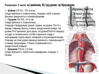 Различают 3 части: а) шейная; б) грудная; в) брюшная; Шейная CVI-VII – ThI, 5...