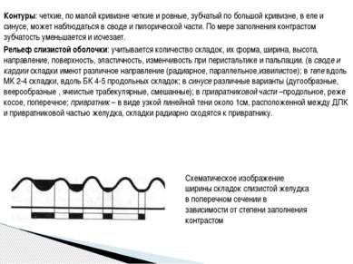 Контуры: четкие, по малой кривизне четкие и ровные, зубчатый по большой криви...