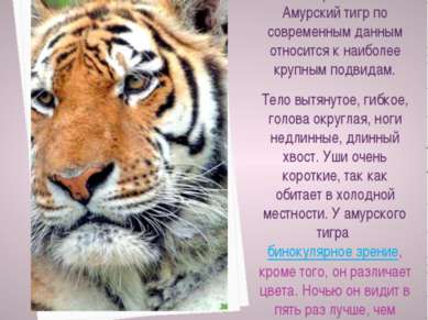 Тигр - крупное хищное млекопитающее семейства кошачьих оранжево-желтой с черн...