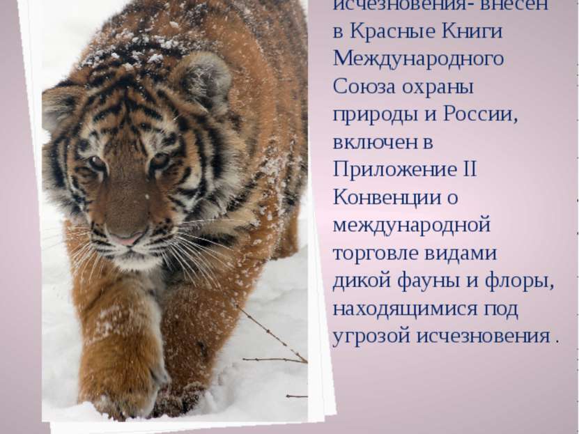 Амурский тигр, как объект первой категории угрозы исчезновения- внесен в Крас...