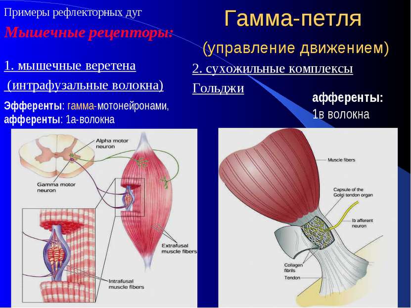 Гамма-петля (управление движением) 1. мышечные веретена (интрафузальные волок...