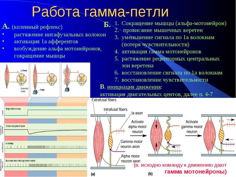 Работа гамма-петли А. (коленный рефлекс) растяжение интафузальных волокон акт...