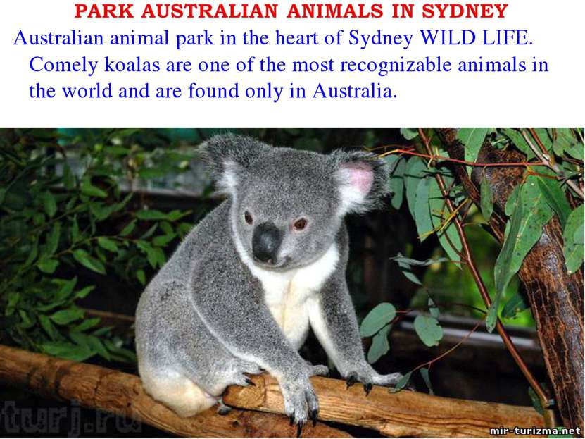 Australian animal park in the heart of Sydney WILD LIFE. Comely koalas are on...