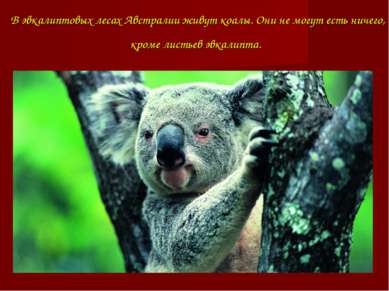 В эвкалиптовых лесах Австралии живут коалы. Они не могут есть ничего, кроме л...