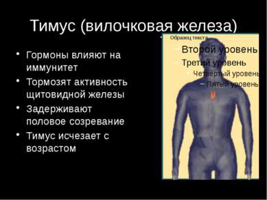 Тимус (вилочковая железа) Гормоны влияют на иммунитет Тормозят активность щит...