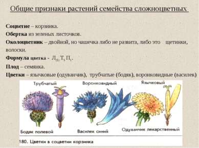 Общие признаки растений семейства сложноцветных Соцветие – корзинка. Обертка ...