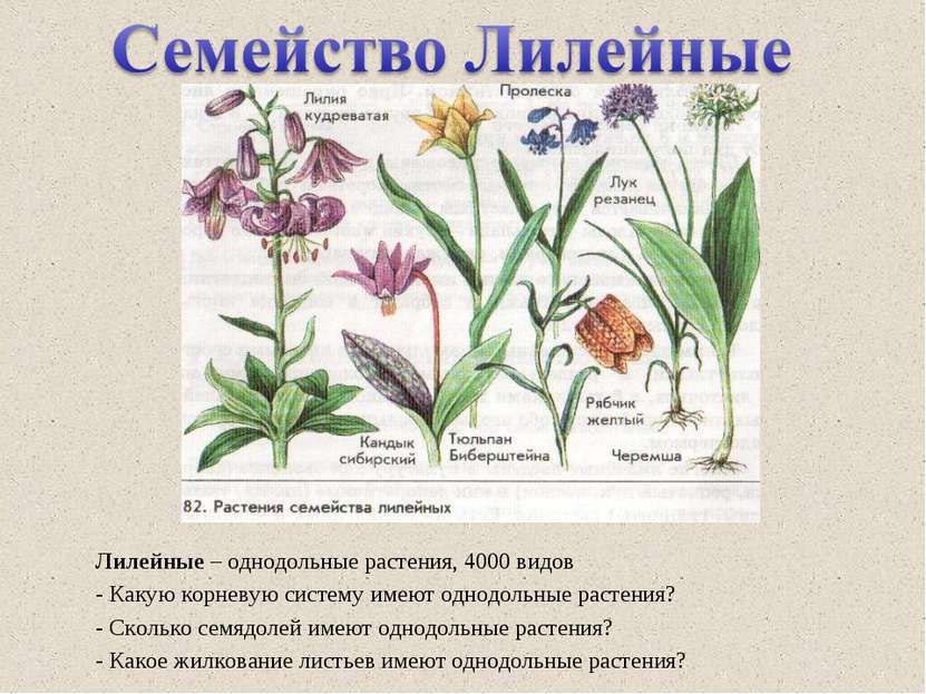 Лилейные – однодольные растения, 4000 видов - Какую корневую систему имеют од...
