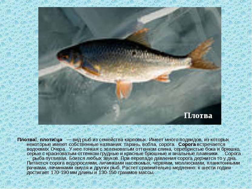 Плотва , плоти ца — вид рыб из семейства карповых. Имеет много подвидов, из к...