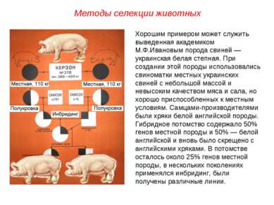 Хорошим примером может служить выведенная академиком М.Ф.Ивановым порода свин...