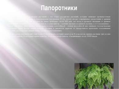 Папоротники Папоротники (папоротниковидные растения) – это отдел сосудистых р...
