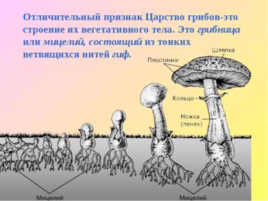 Отличительный признак Царство грибов-это строение их вегетативного тела. Это ...
