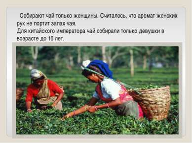 Собирают чай только женщины. Считалось, что аромат женских рук не портит запа...