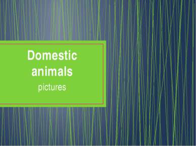 Domestic animals pictures