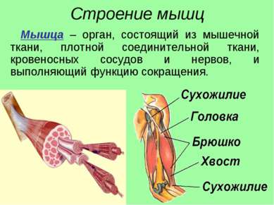 Строение мышц Мышца – орган, состоящий из мышечной ткани, плотной соединитель...