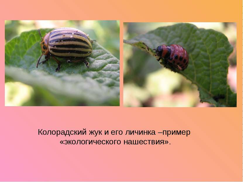 Колорадский жук и его личинка –пример «экологического нашествия».