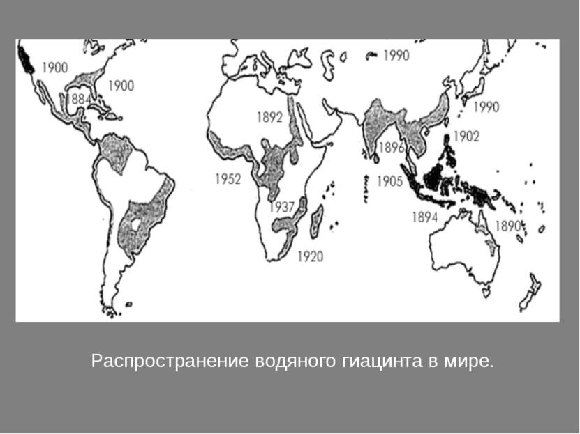 Распространение водяного гиацинта в мире.
