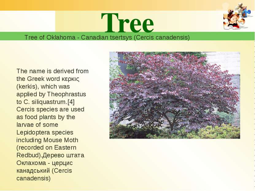 Tree Tree of Oklahoma - Canadian tsertsys (Cercis canadensis) The name is der...