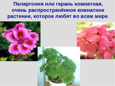 Пеларгония или герань комнатная, очень распространённое комнатное растение, к...