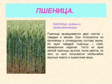 ПШЕНИЦА. ПШЕНИЦА- родом из Средиземноморья. Пшеница выращивается двух сортов ...