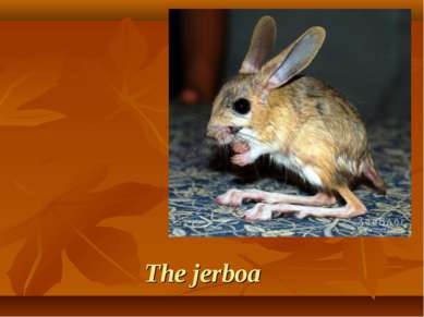 The jerboa