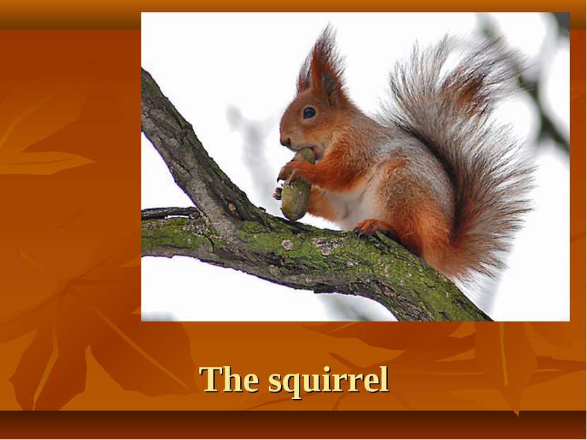 The squirrel
