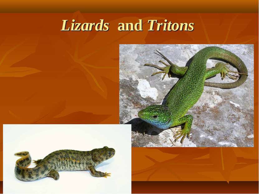 Lizards and Tritons