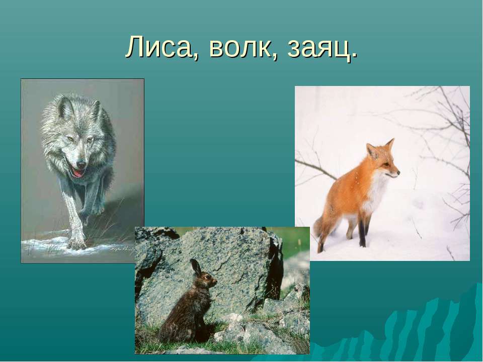 Заяц волк лиса это. Волк и лиса. Волк лиса и заяц. Зайцы лисы волки. Лиса, волк и медведь.
