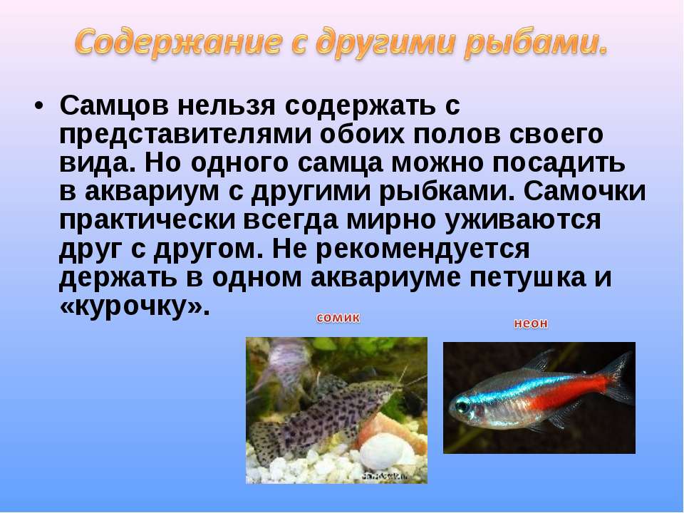 Сколько раз в день кормят аквариумных рыбок. Петушок рыбка содержание в аквариуме. Форма тела рыбы в океанариуме. Рыба петушок форма тела. Как ухаживать за аквариумными рыбками.