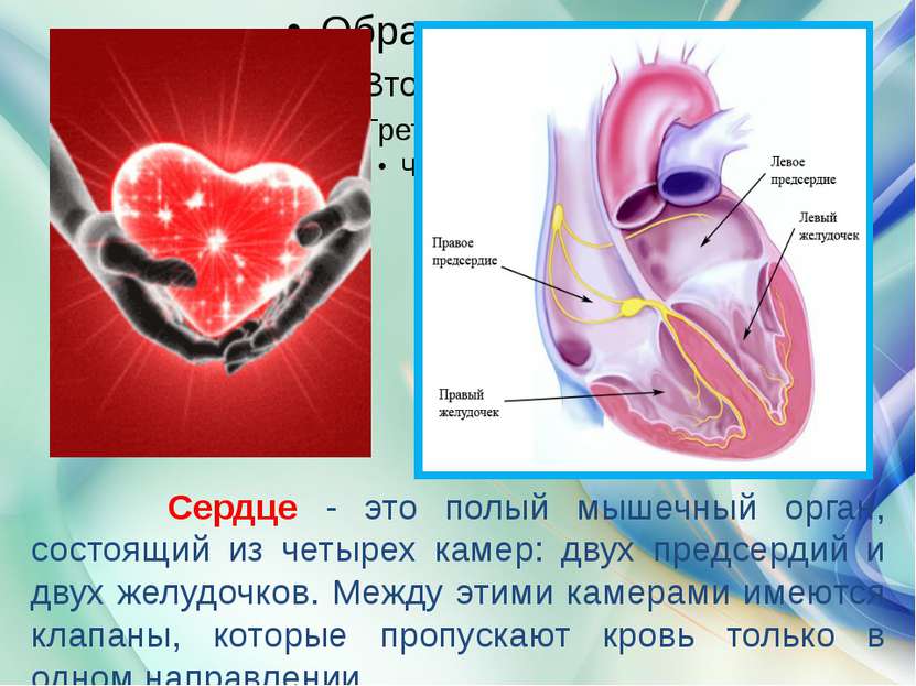 Сердце - это полый мышечный орган, состоящий из четырех камер: двух предсерди...