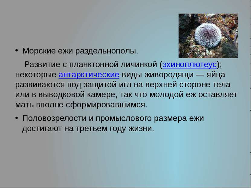 Морские ежи раздельнополы. Развитие с планктонной личинкой (эхиноплютеус); не...