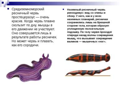 Средиземноморский ресничный червь простецераэус — очень красив. Когда червь п...
