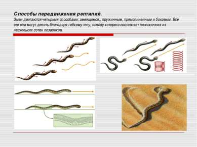 Способы передвижения рептилий. Змеи двигаются четырьмя способами: змеящимся,,...