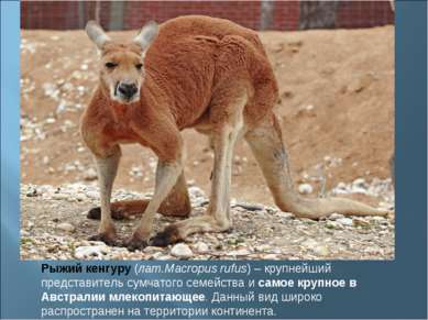 Рыжий кенгуру (лат.Macropus rufus) – крупнейший представитель сумчатого семей...