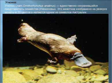  Утконос Утконос (лат.Ornithorhynchus anatinus) — единственно сохранившийся п...